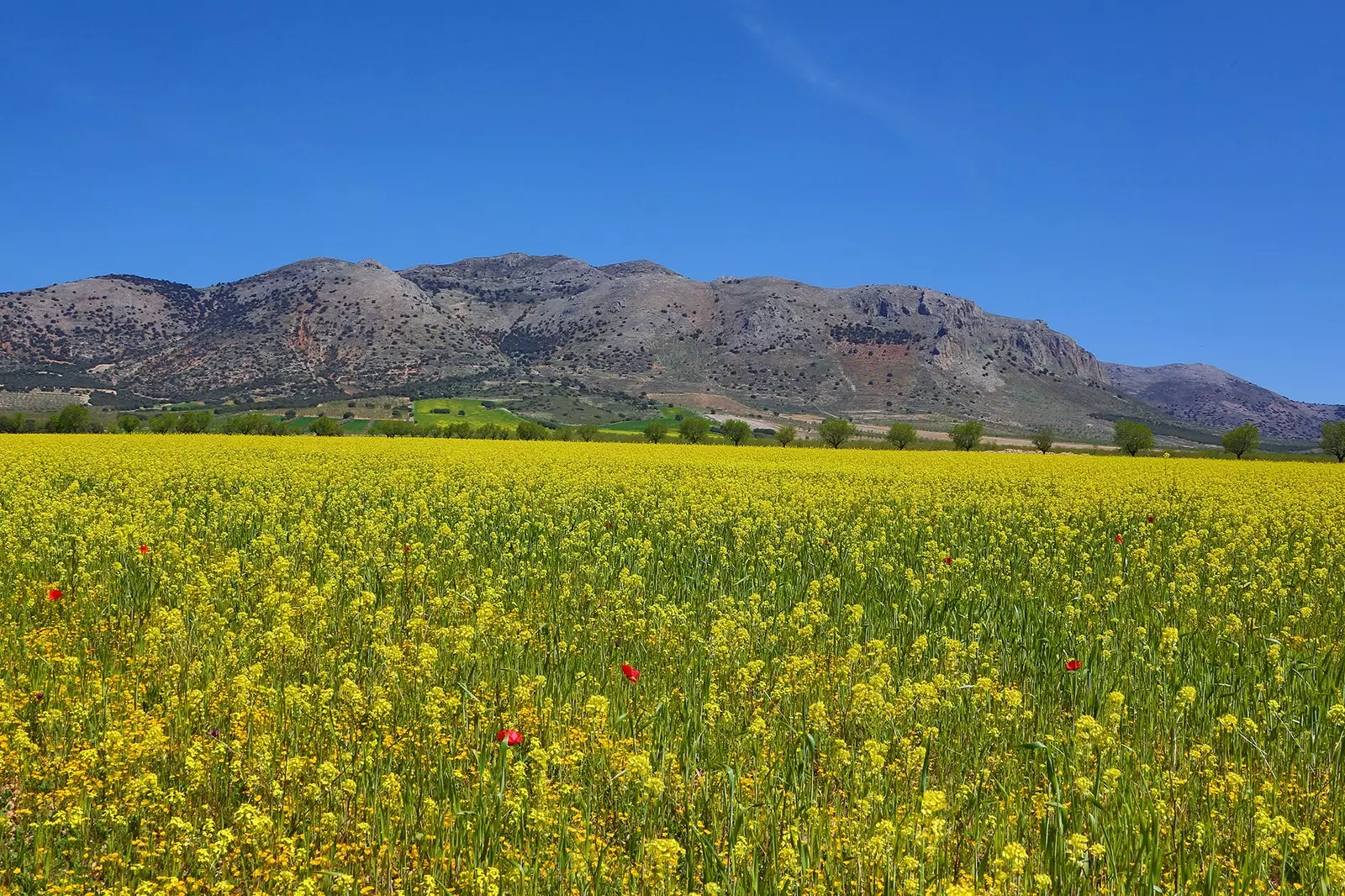 Lulet jashtë sezonit pushtojnë gjithçka