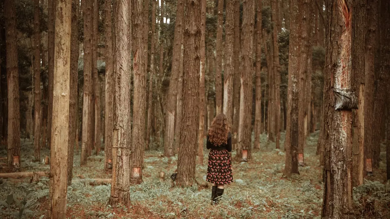 Shinrin-Yoku : un bain de forêt contre le stress