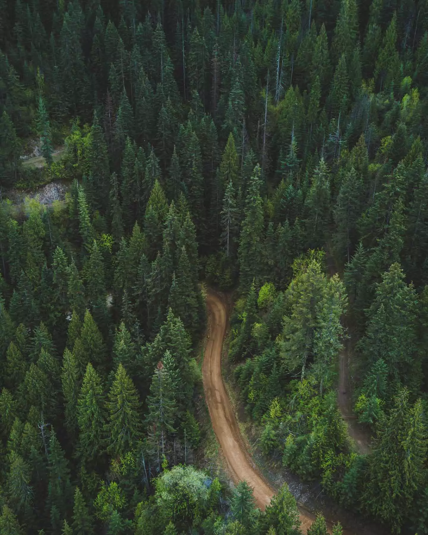 bagno nella foresta