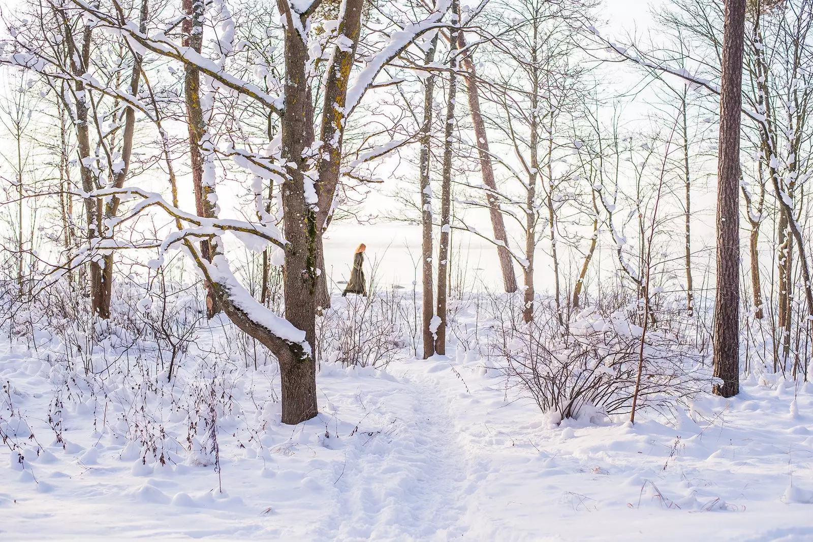 Tussen de sneeuw en de boomstammen