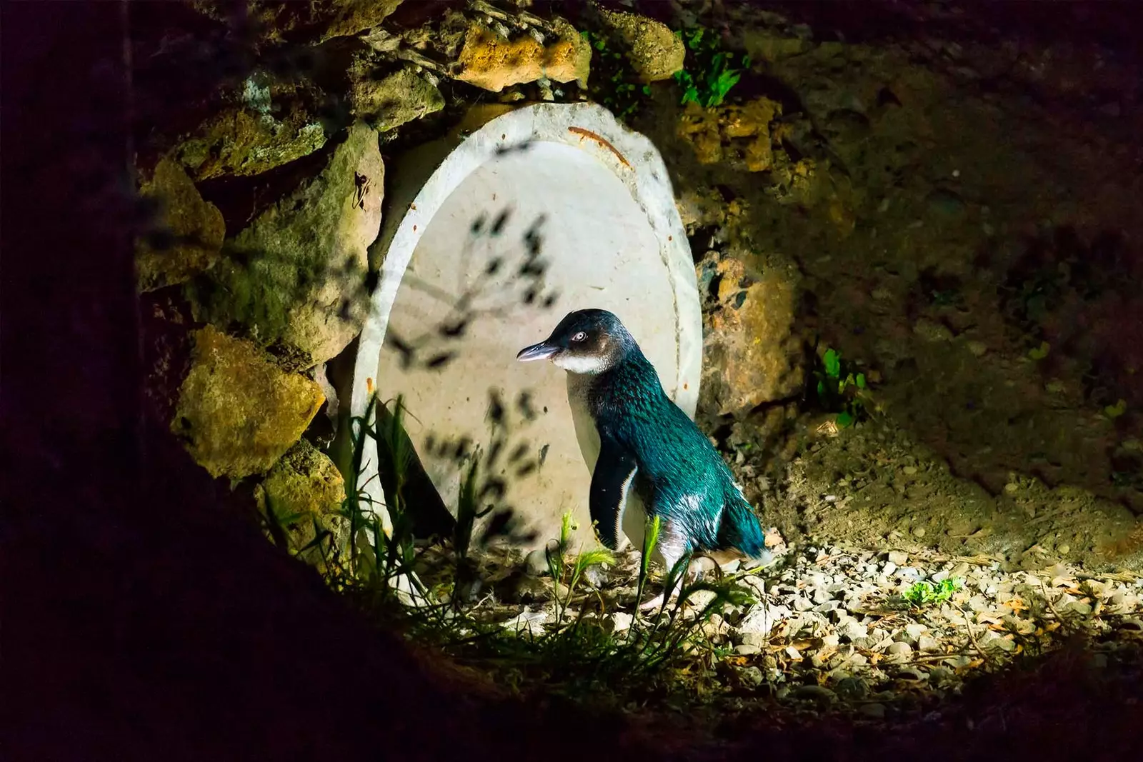 penguin walking in oamaru at night