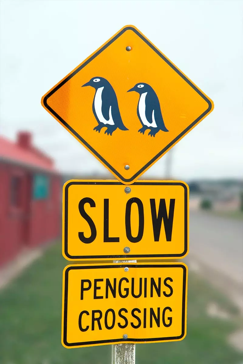 penguin beware sign in oamaru