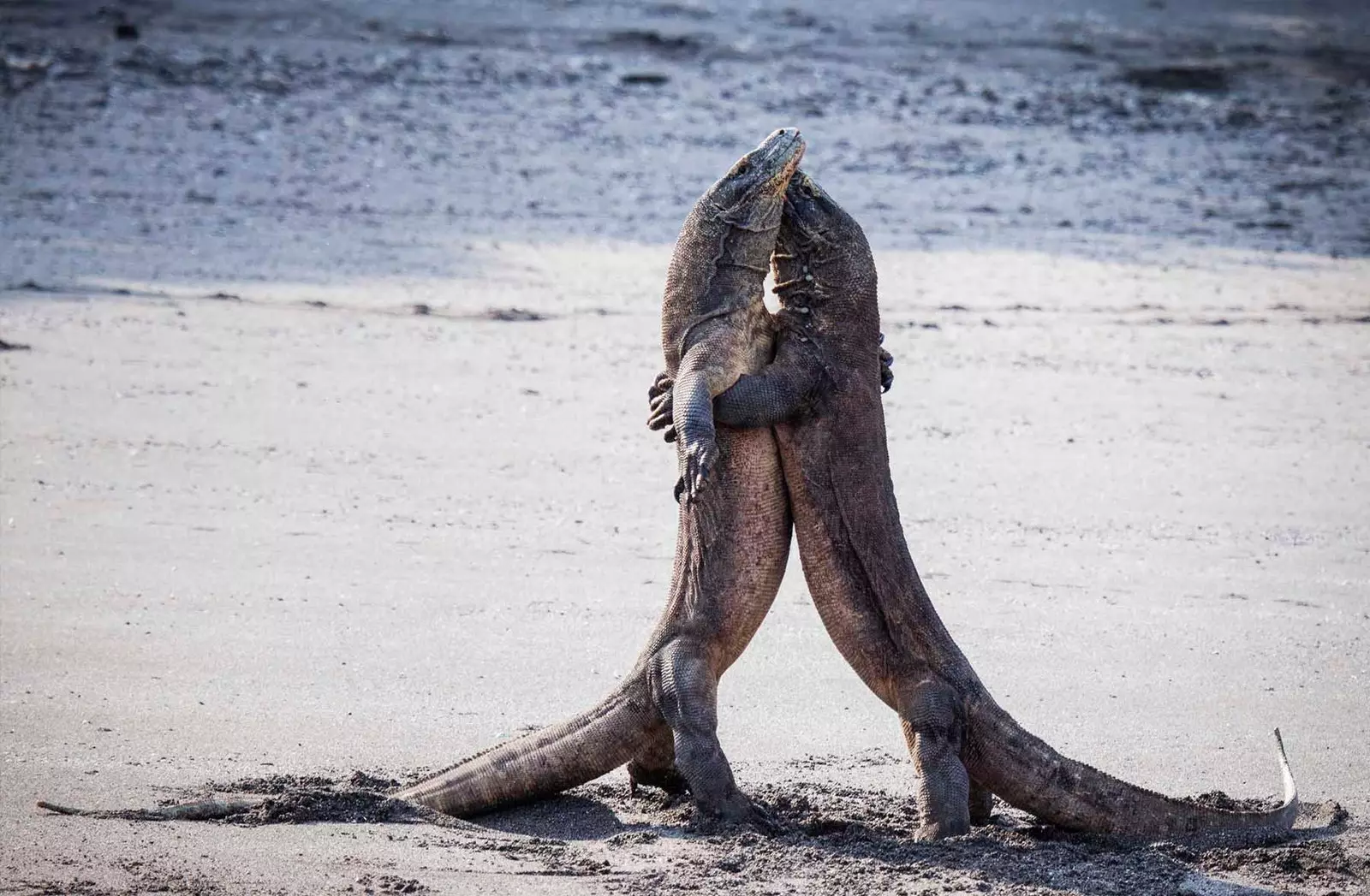 Komodowarane kämpfen