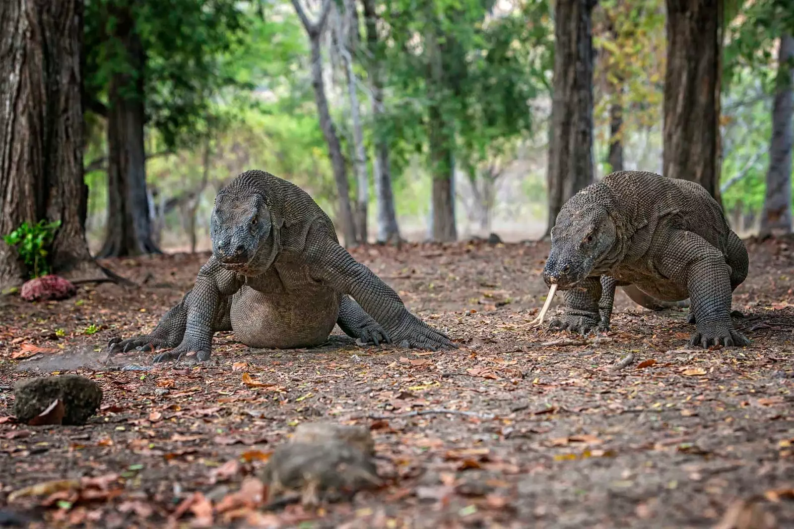 dragões de komodo