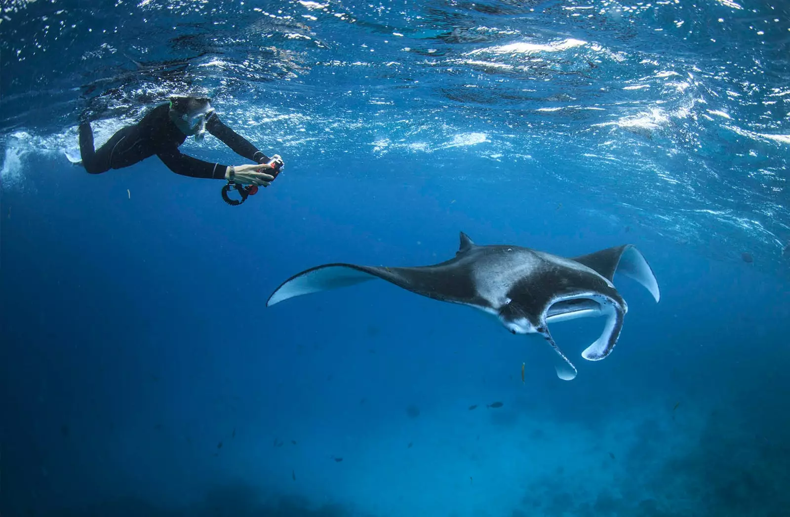 diving with manta ray