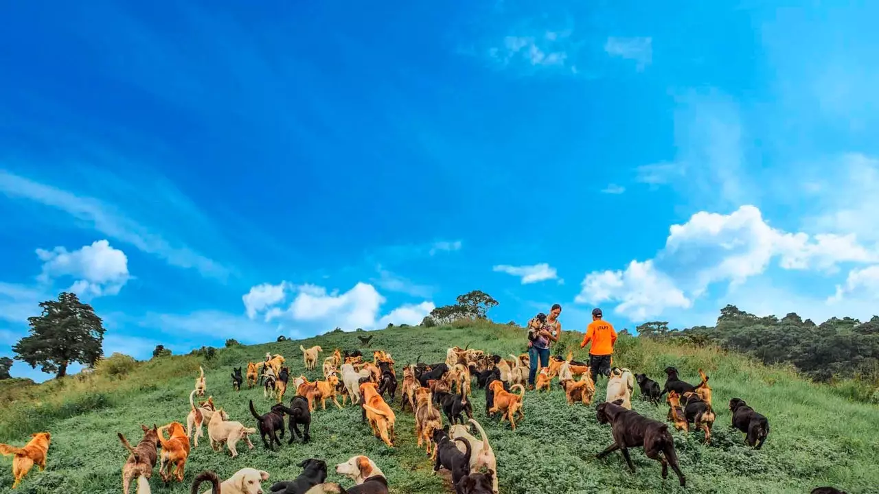 Territorio de Zaguates, het hondenparadijs waarin je wilt verdwalen