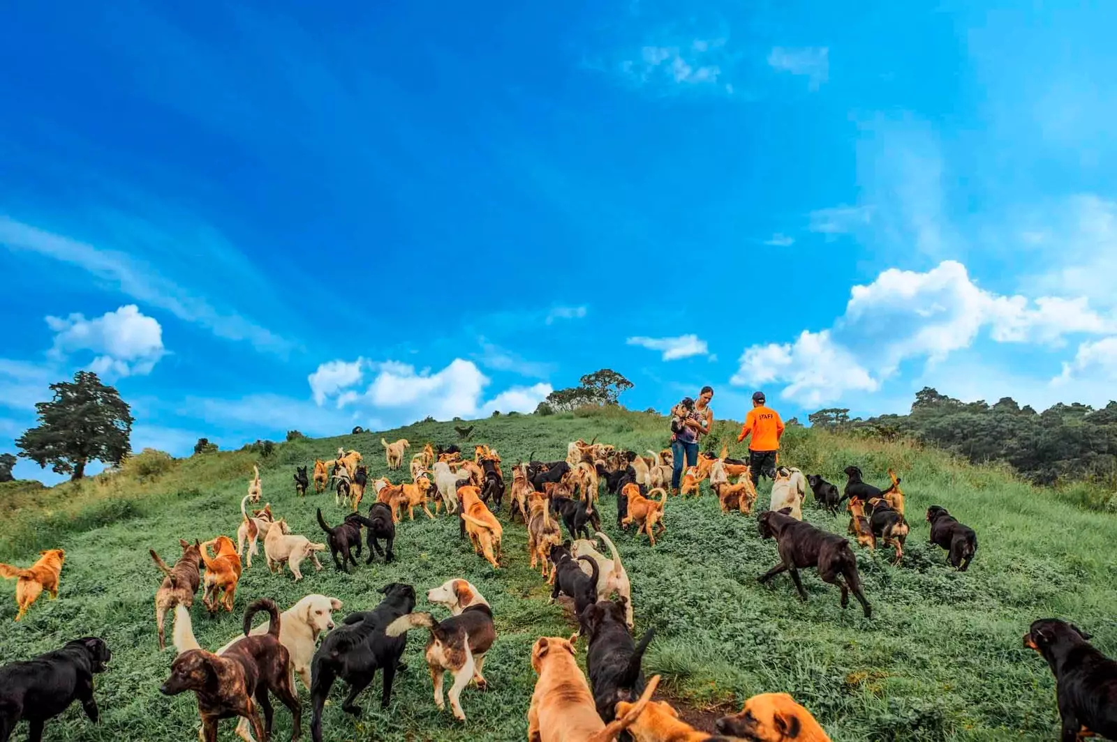 Territorio de Zaguatesdə dağdan aşağı qaçan itlər