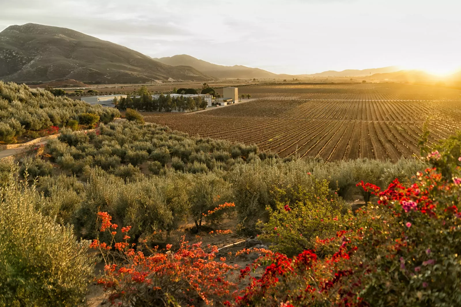 Coucher de soleil sur une cave et quelques vignobles de Valle de Guadalupe Baja California au Mexique.