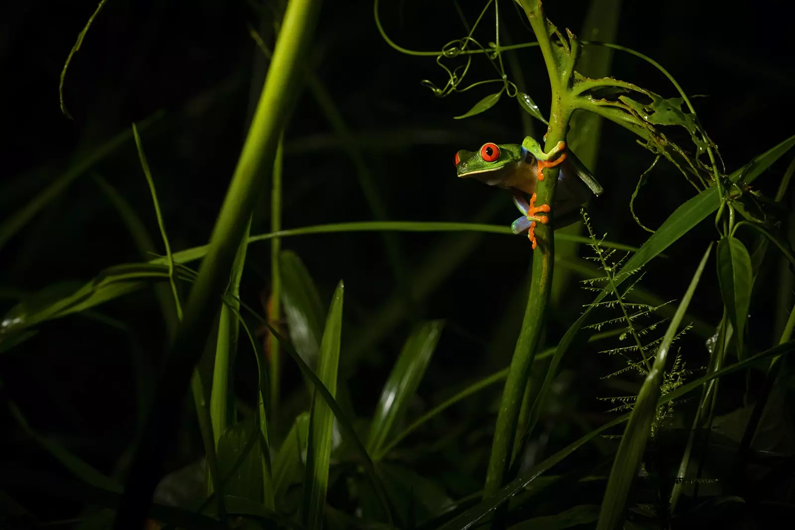 La rana dagli occhi rossi è una specie pregiata presente in Costa Rica.