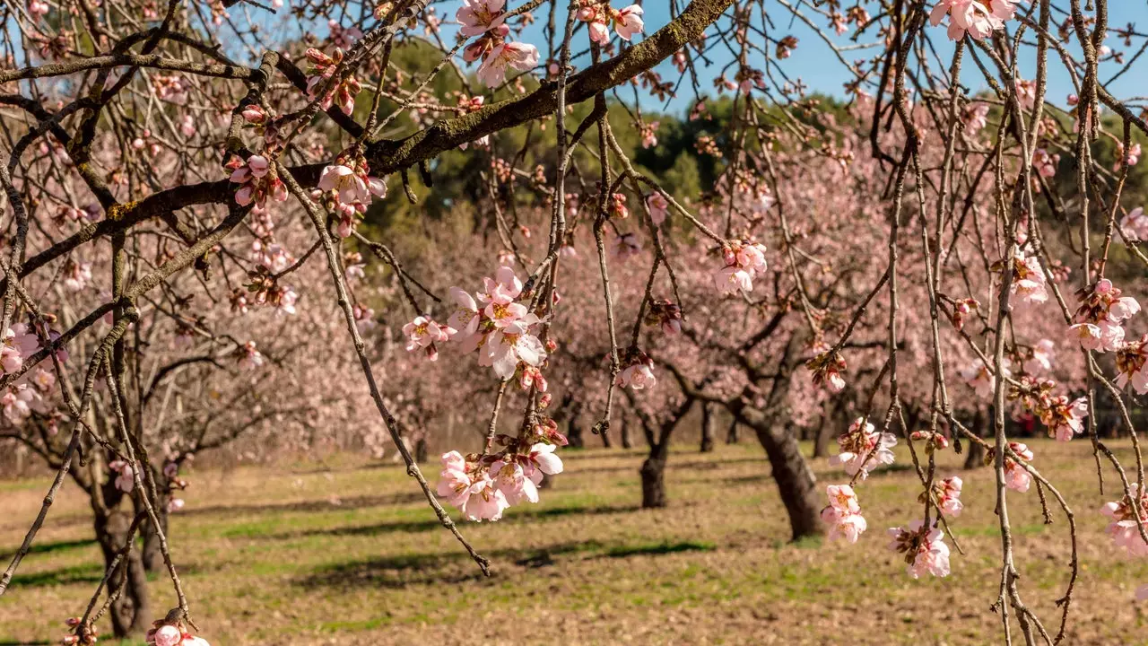 Quinta de los Molinos: amendoeiras em flor em Madrid