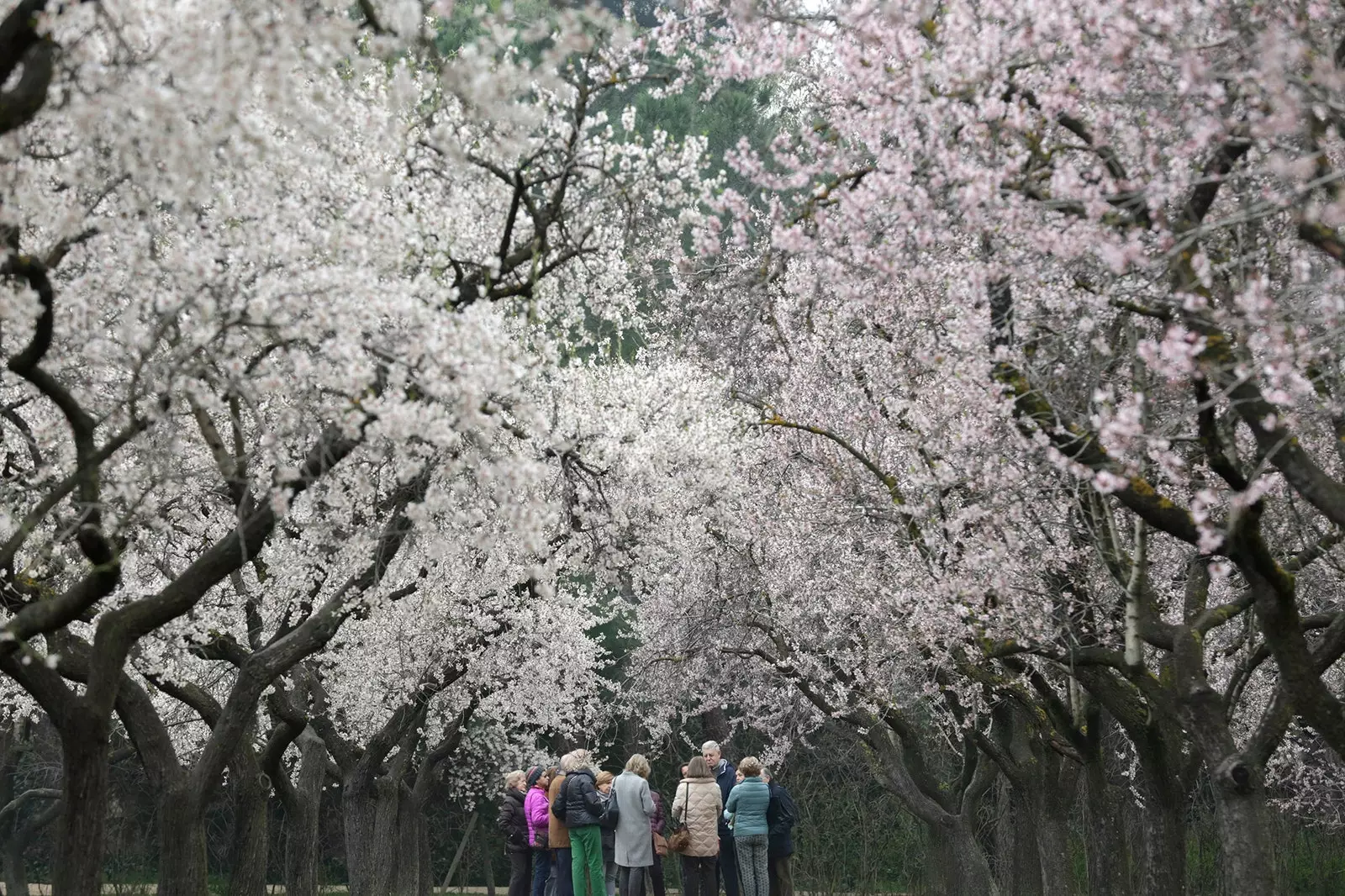 Pokok badam Quinta de los Molinos mula berbunga