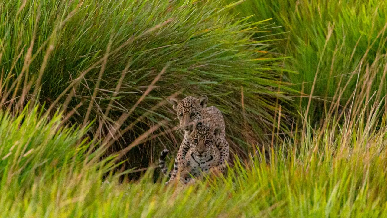 Uraauurtava projekti palauttaa jaguaarin Esteros del Iberaan