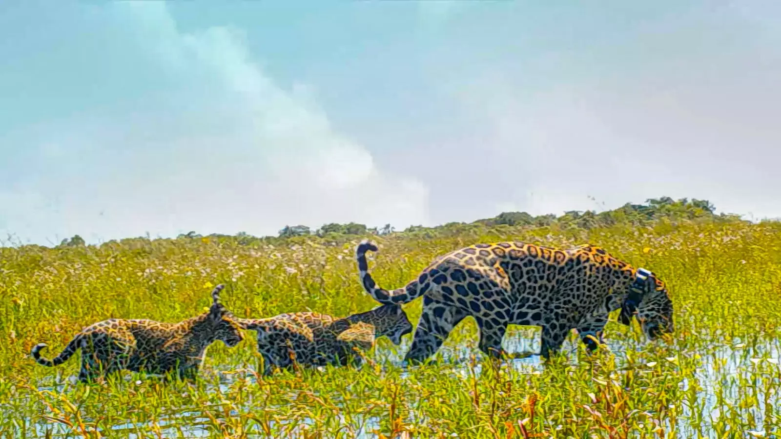 Mariua and her cubs before leaving the Jaguar Reintroduction Center in the Iber National Park.