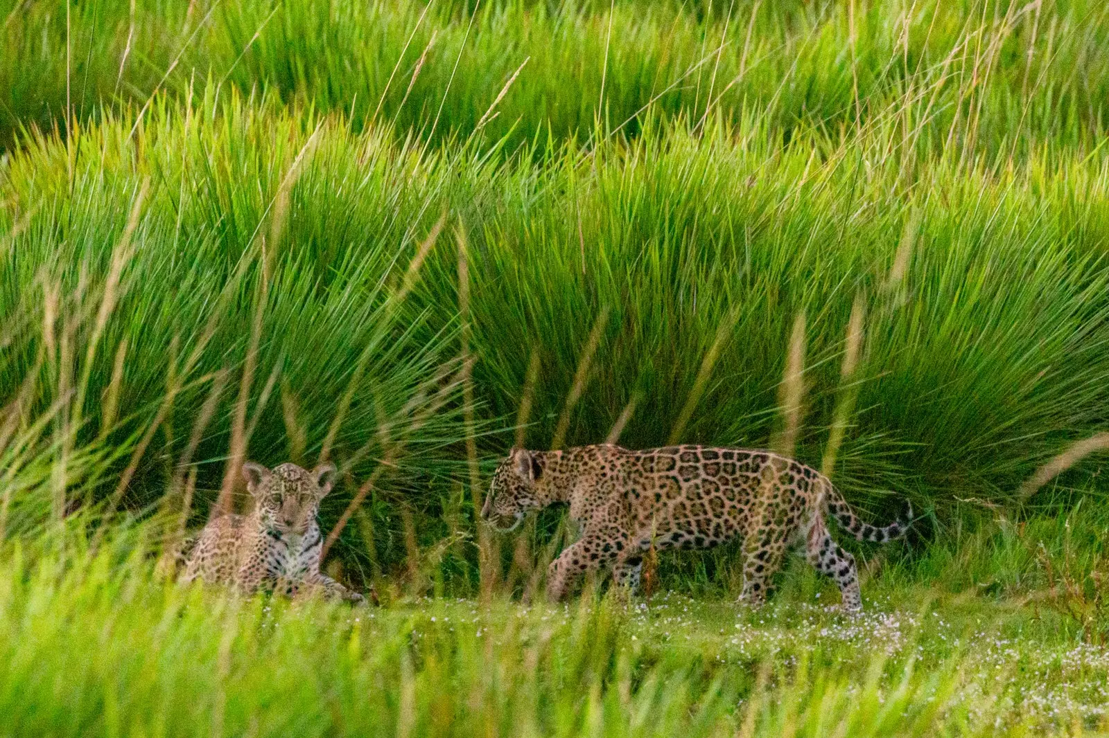 Karaí u Għaż-żewġ jaguar cubs rilaxxati fil-Park Nazzjonali Iber.