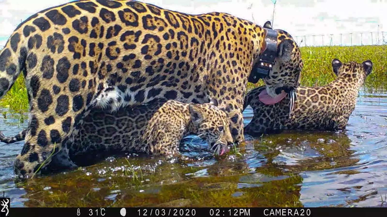 Mariua Karaí et Pour la famille des jaguars qui font l'histoire