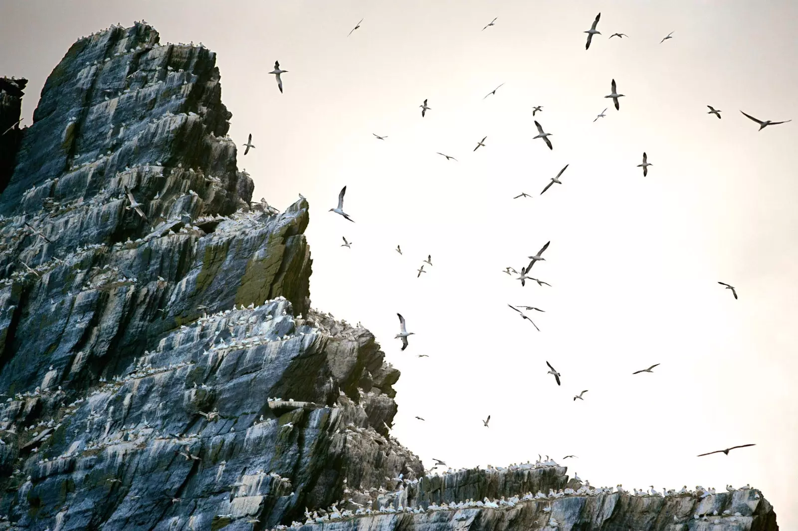 Gannets na Skelligu