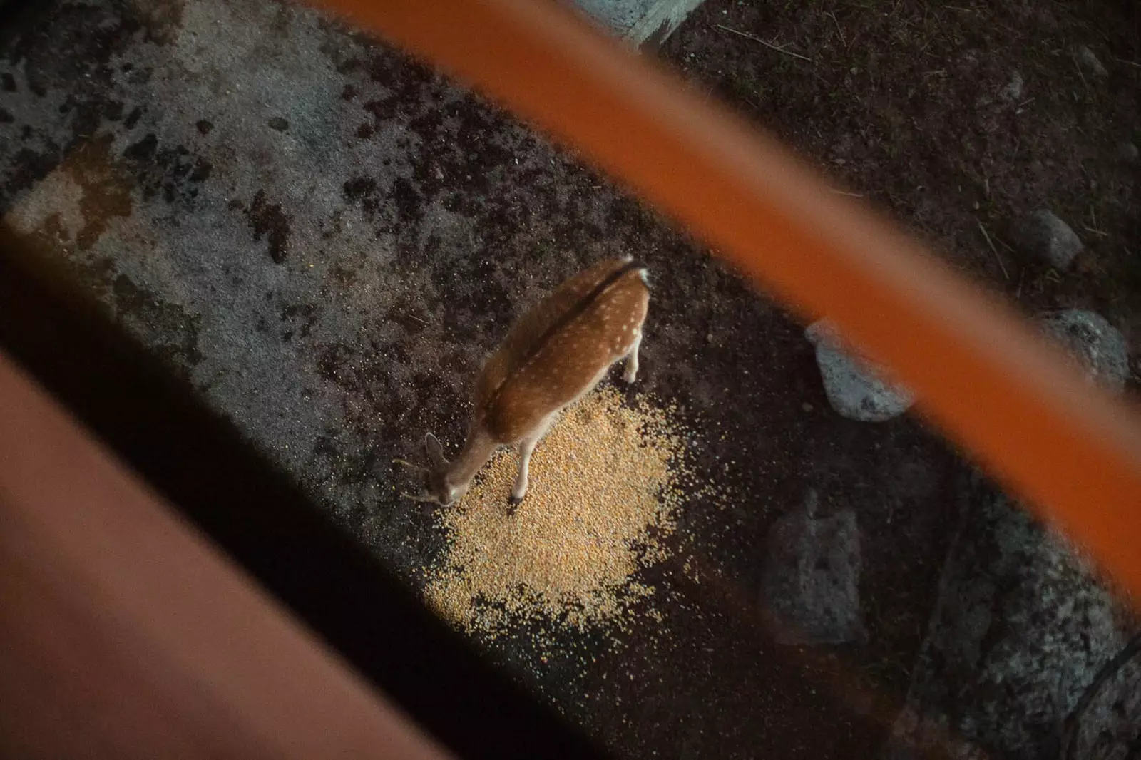 It is possible to observe the animals feeding from the cabin