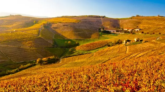 Burgundia, inima vinurilor a Franței