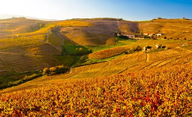 Apunteu el vi per a una celebració d'importància mundial es cultiva a Borgonya