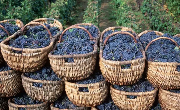 Košare pune grožđa u vinogradima NuitsStGeorges