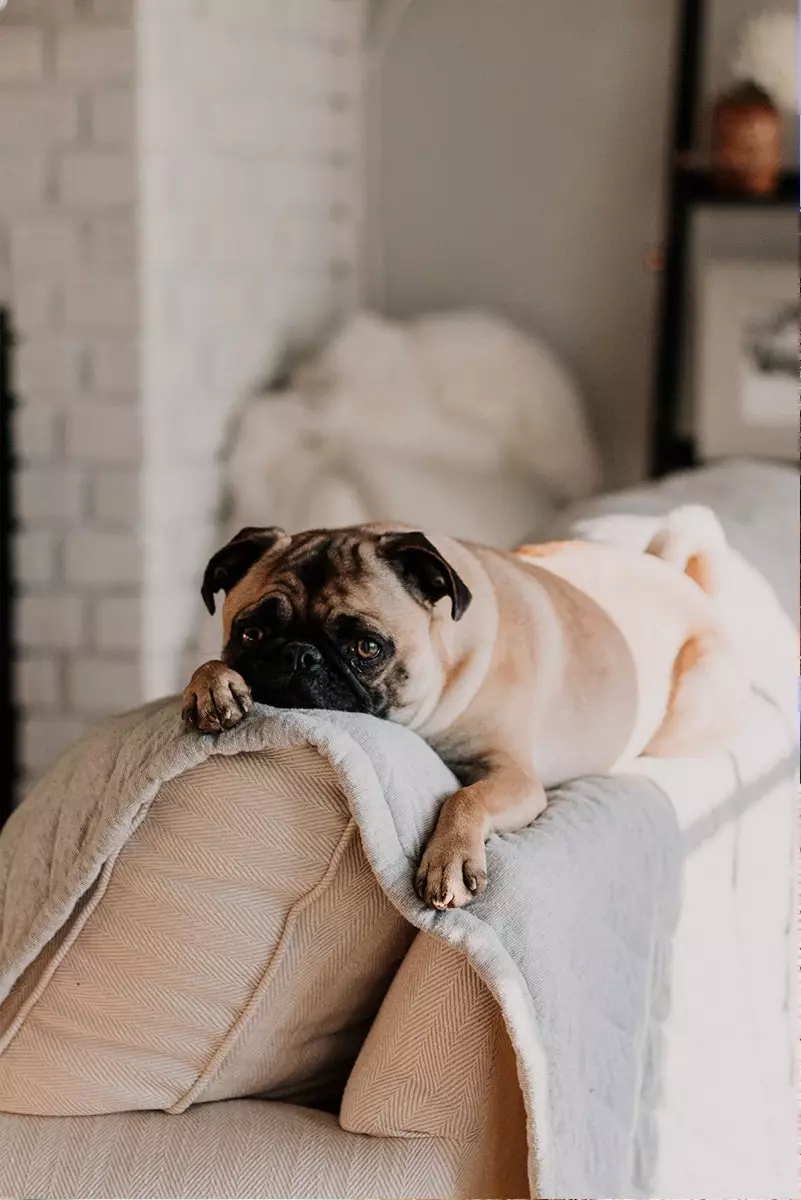 Mops ruht auf einem Sofa