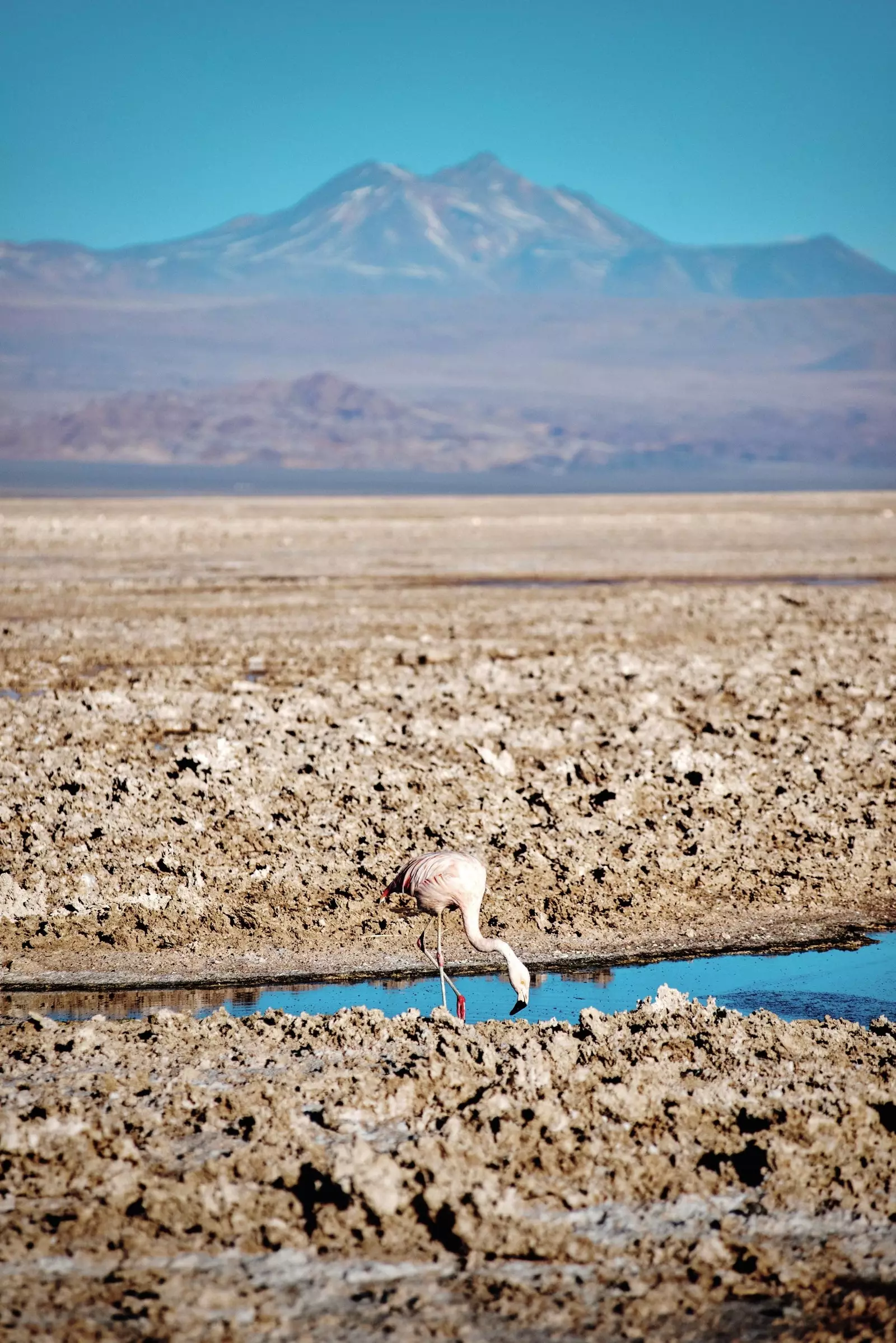 Flamingo i Chaxa-lagunen i Atacamas saltlägenhet.