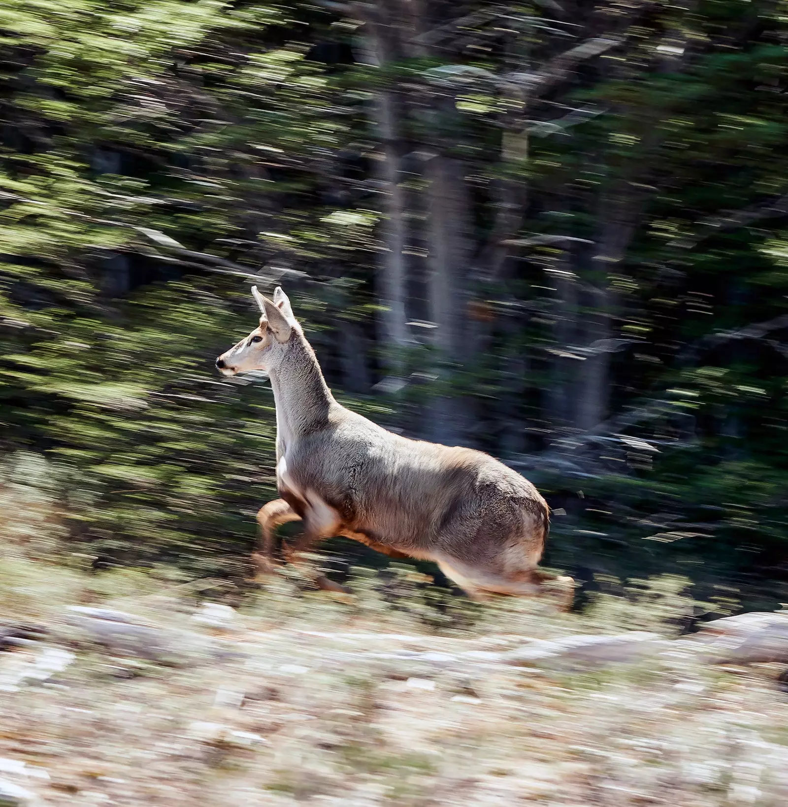 Patagonija