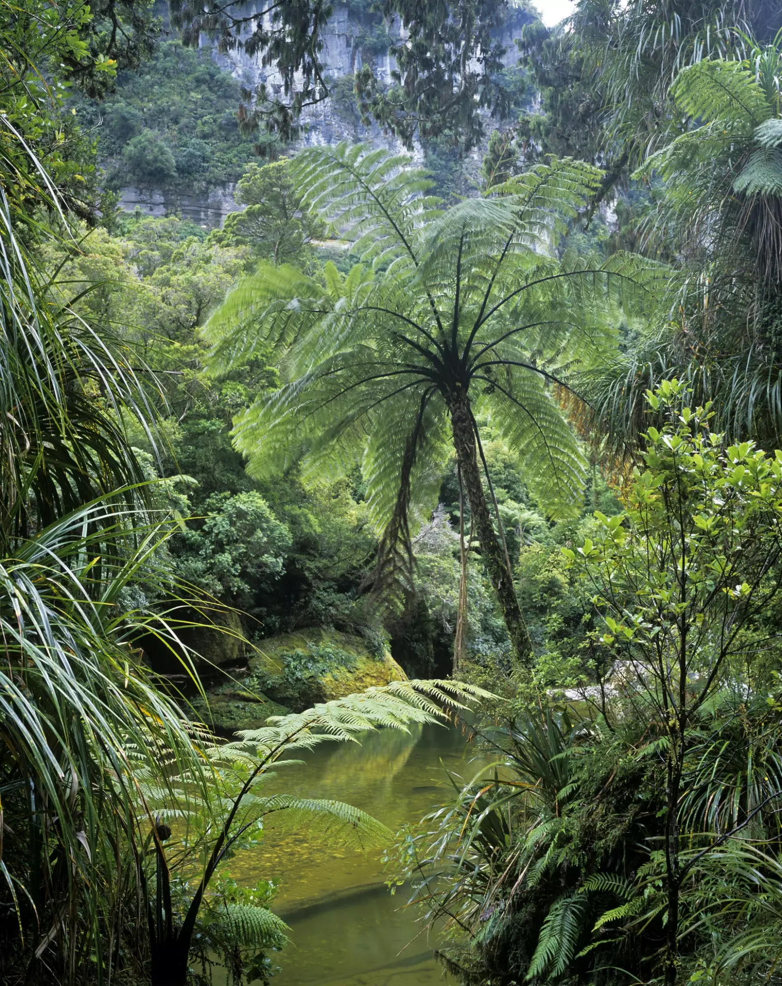 Rute melewati hutan tropis yang rimbun dengan pohon palem nīkau.