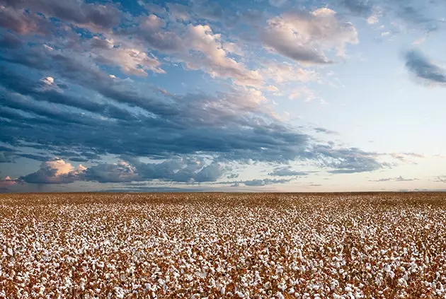 Katoenvelden in de Sacramento Valley, Californië