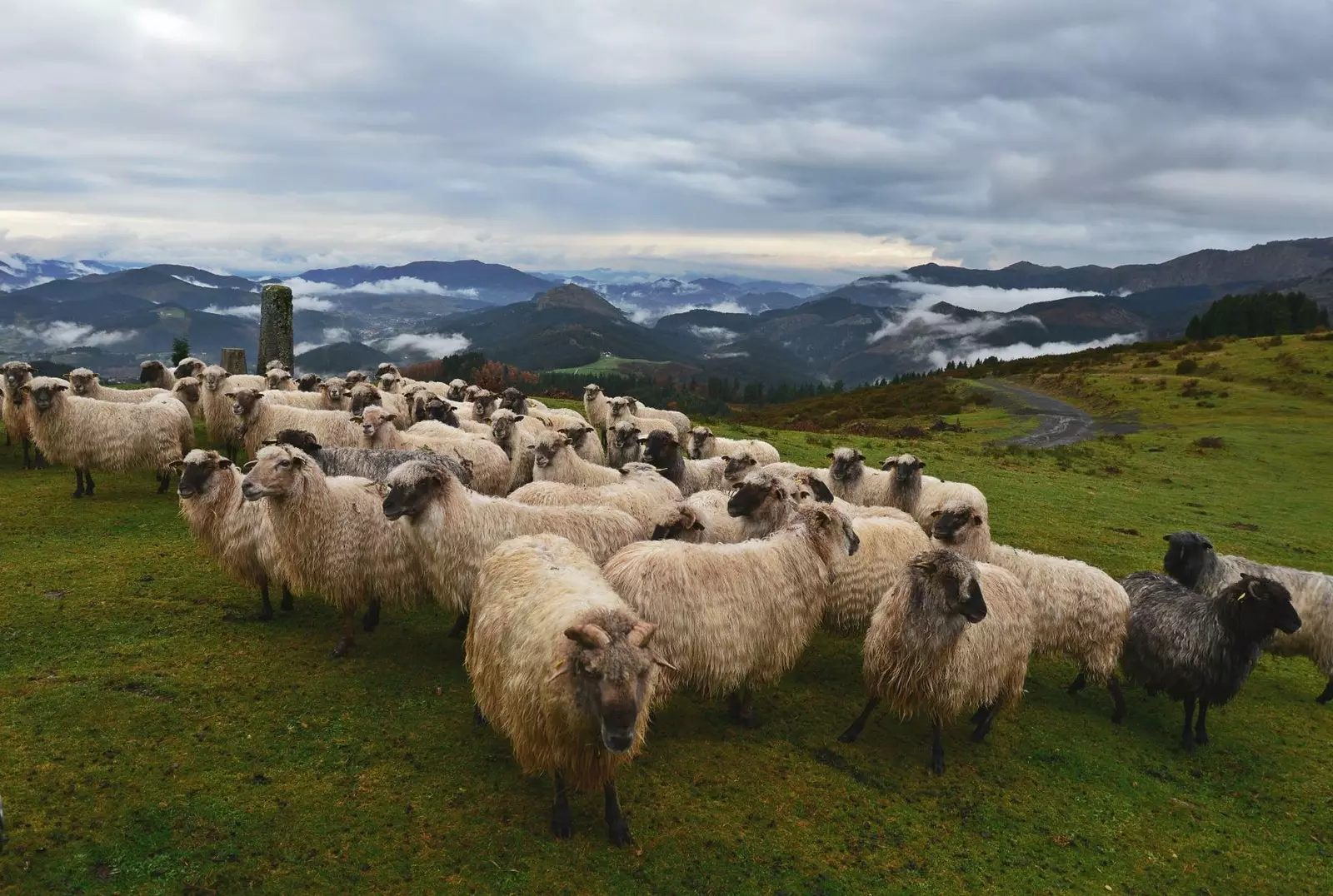 Pecore nella valle dell'Atxondo