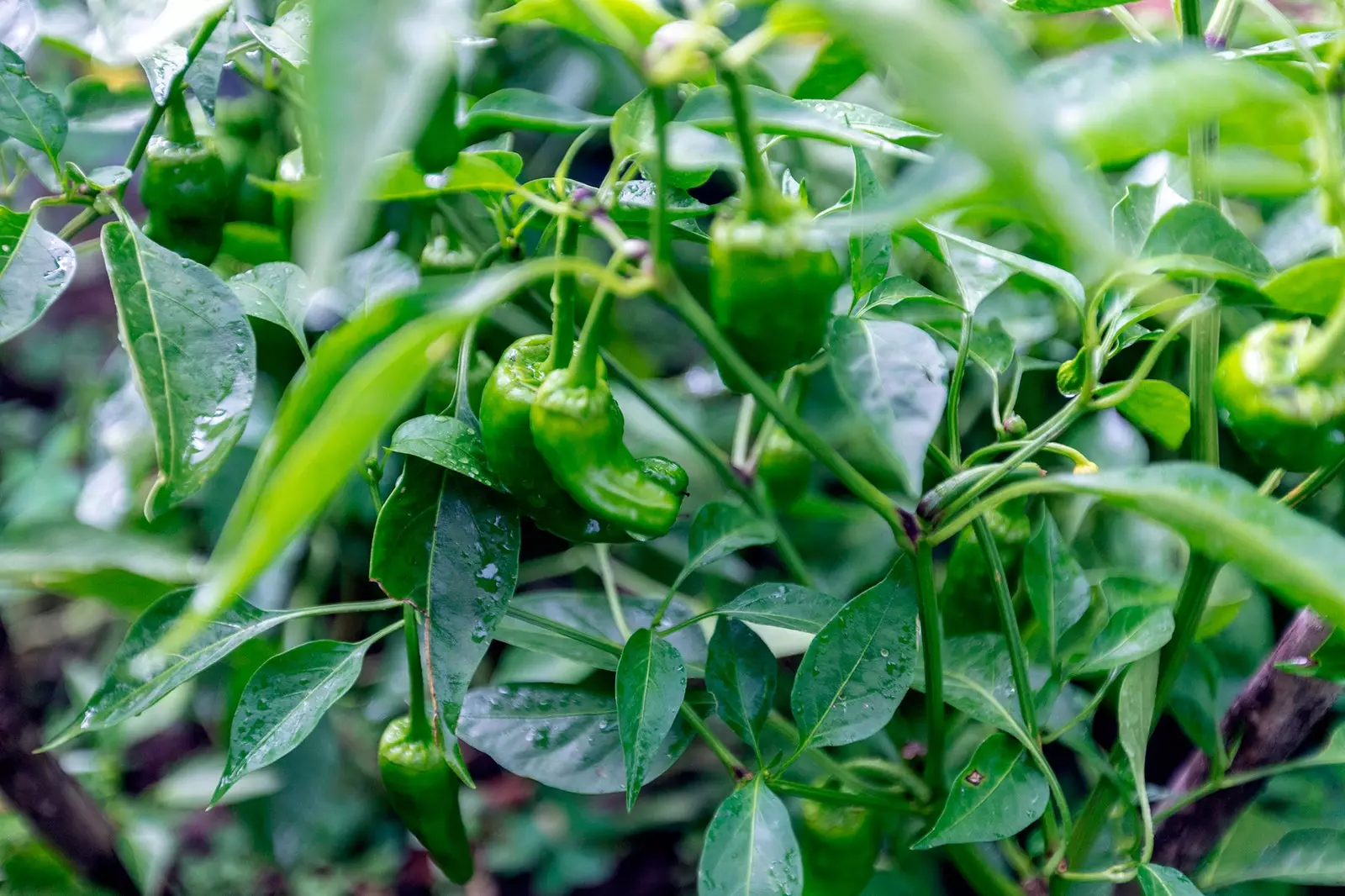 En gren av Herbón-peppar