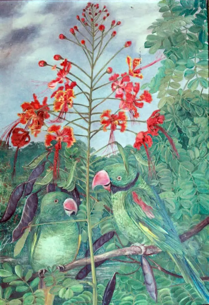 Psittacula wardi naslikala Marianne North