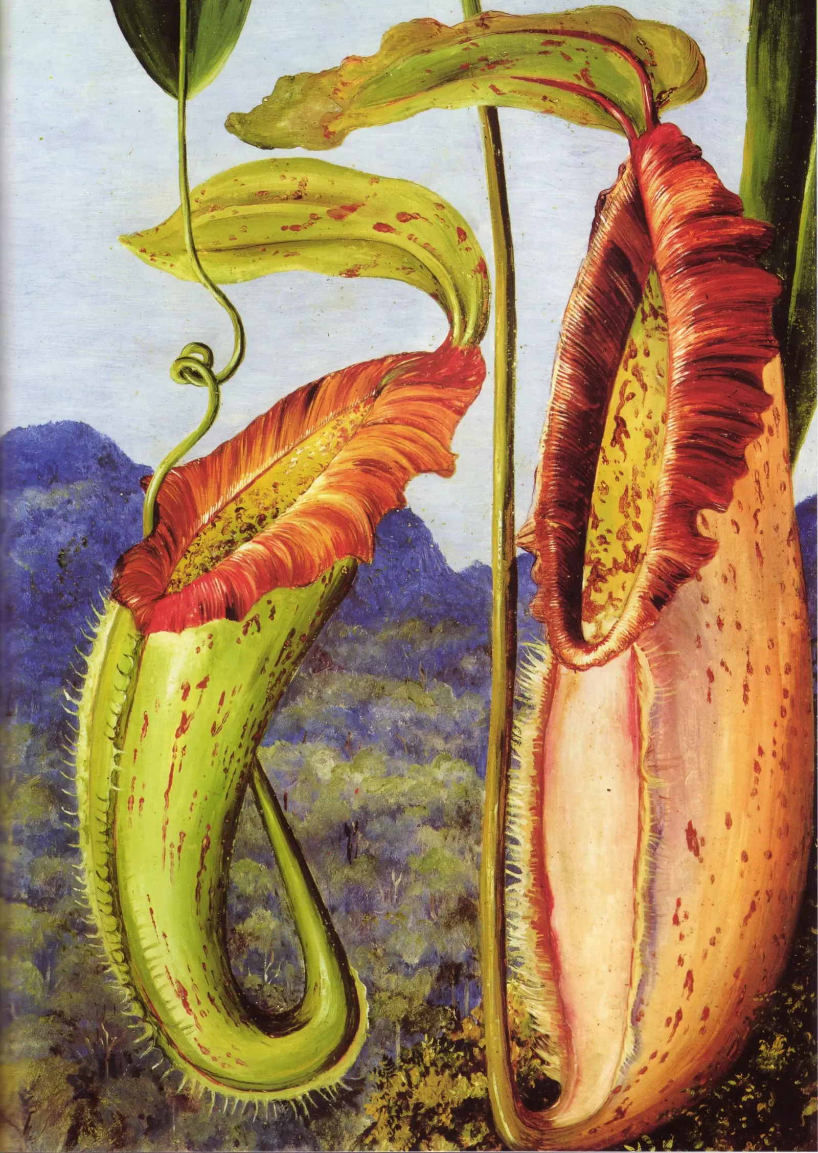 Nepenthes northiana karnivora yang dilukis oleh Marianne North