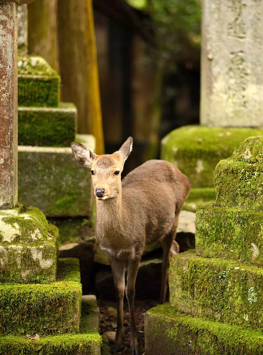 Nara