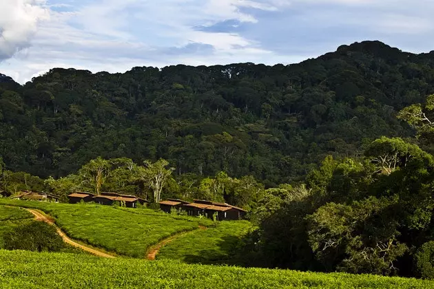 ရဝမ်ဒါရှိ Nyungwe Forest Lodge