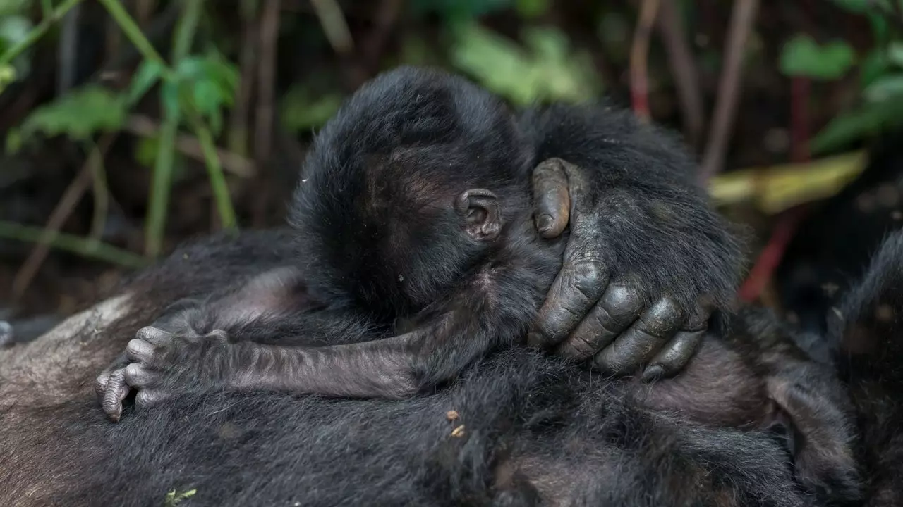 Uganda sărbătorește baby boom-ul gorilelor: cinci în șase săptămâni