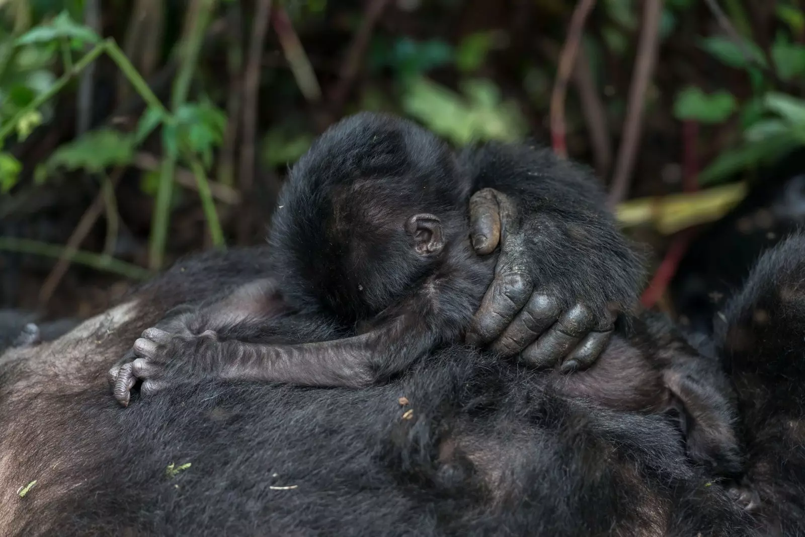 Baby Boom ở Uganda 5 chú chuột con trong 6 tháng.