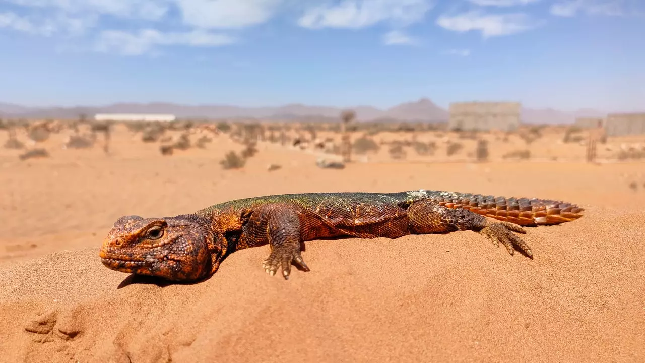 Marocko med reptilögon