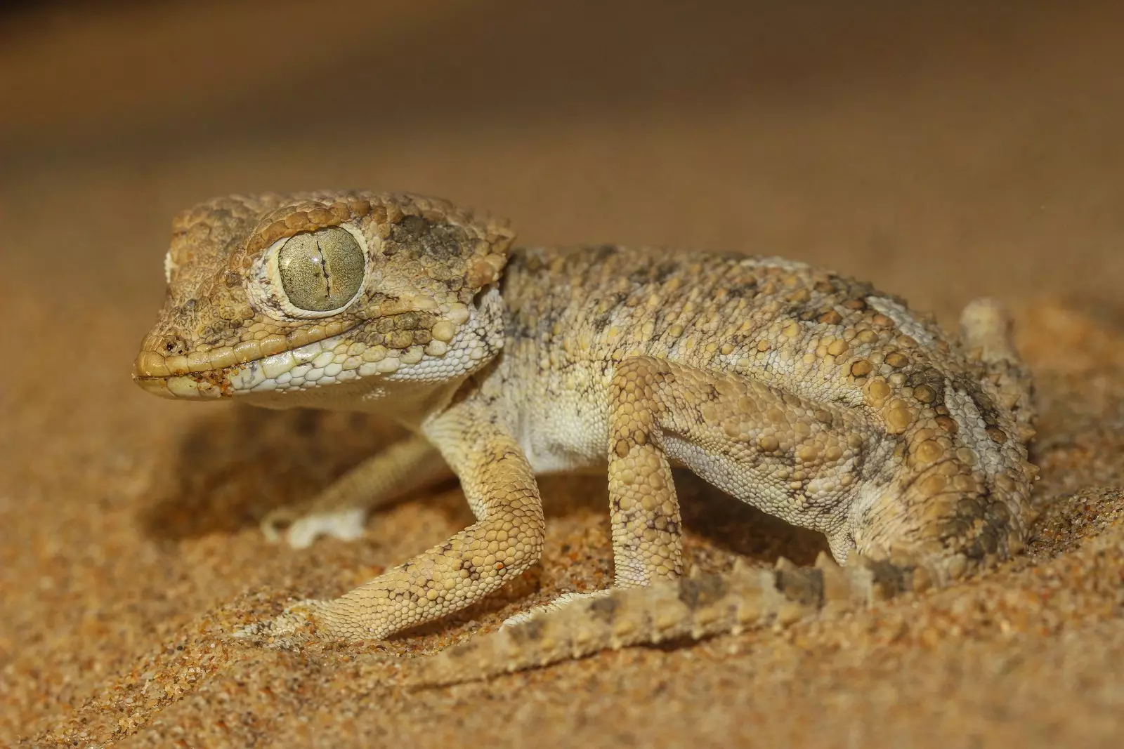 Gecko cu cască Tarentola chazaliae