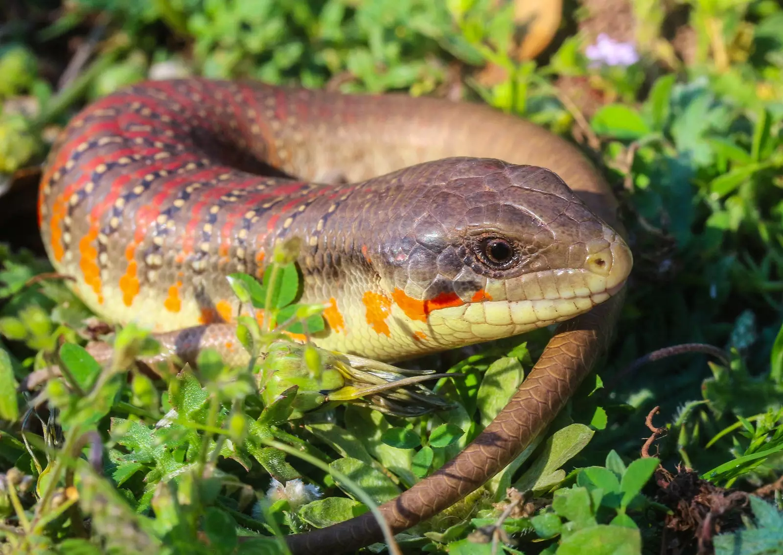 Skink alžírsky Eumeces algeriensis