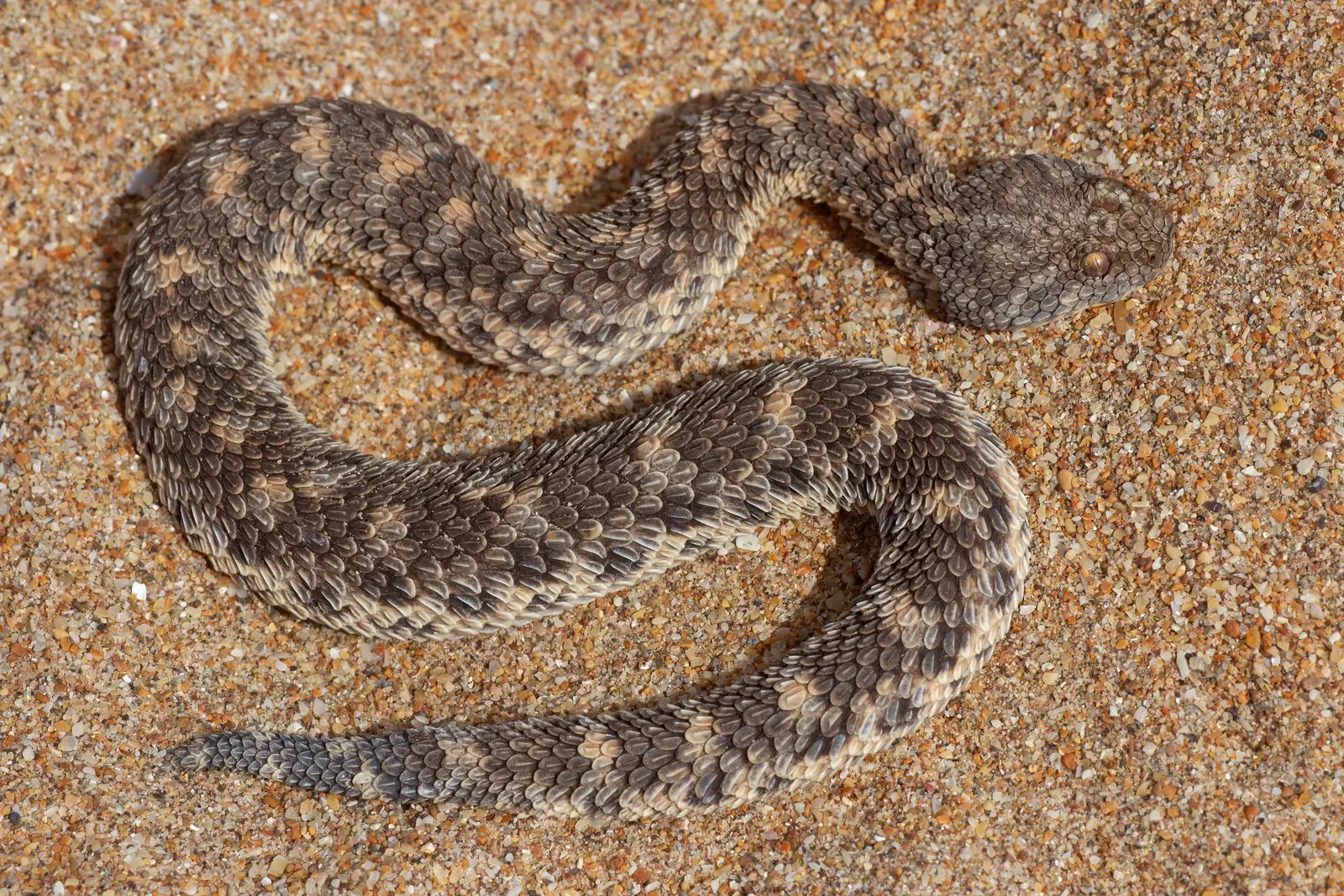 Zmija piesočná Cerastes vipera