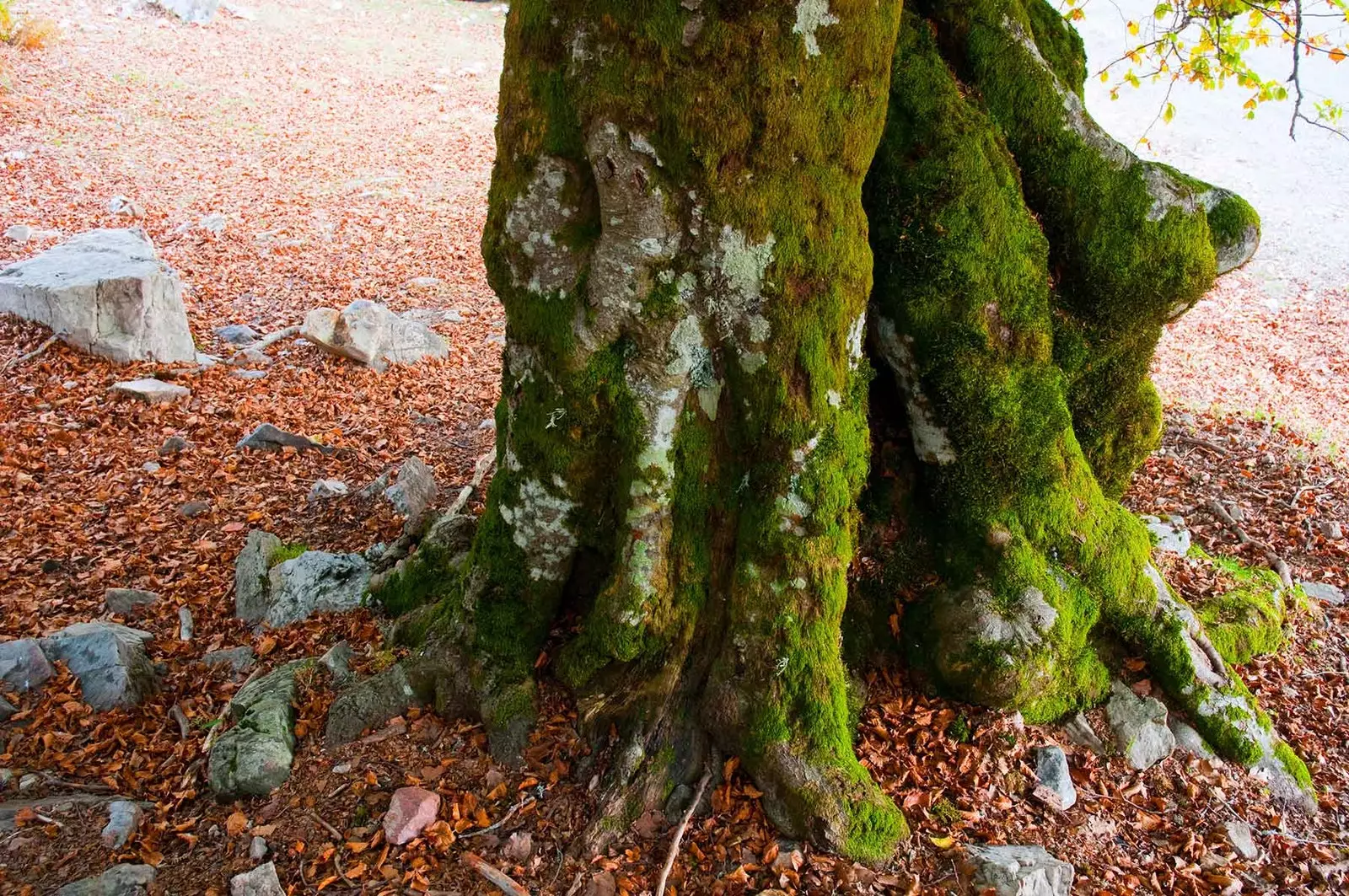 La Pedrosa beech forest