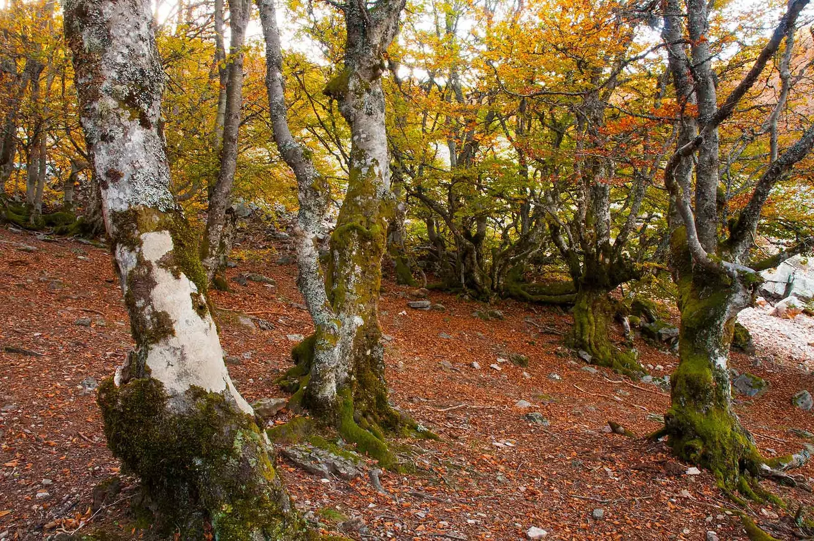 Hutan beech La Pedrosa