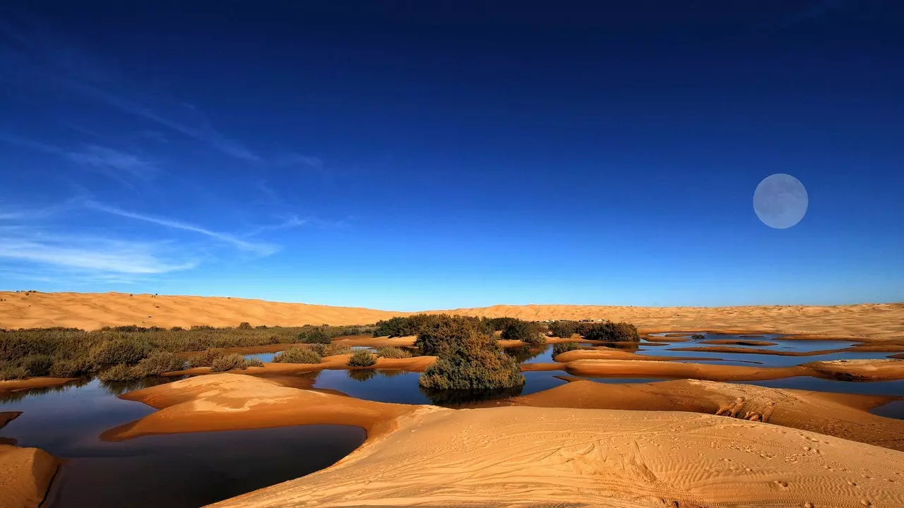 Pustynia Sahara kryje ponad 1800 milionów drzew (choć może się tak nie wydawać)