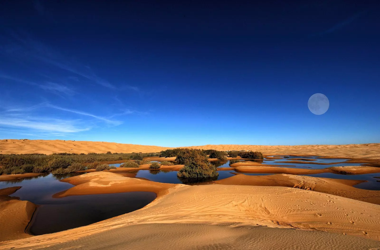 The Sahara desert hides more trees than we thought...