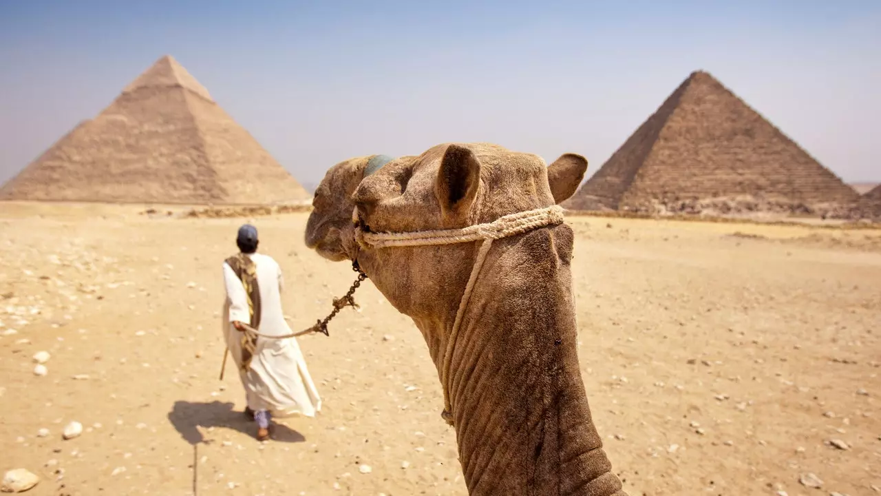 L'Egitto vieterà le passeggiate in cammello ea cavallo per visitare le piramidi di Giza