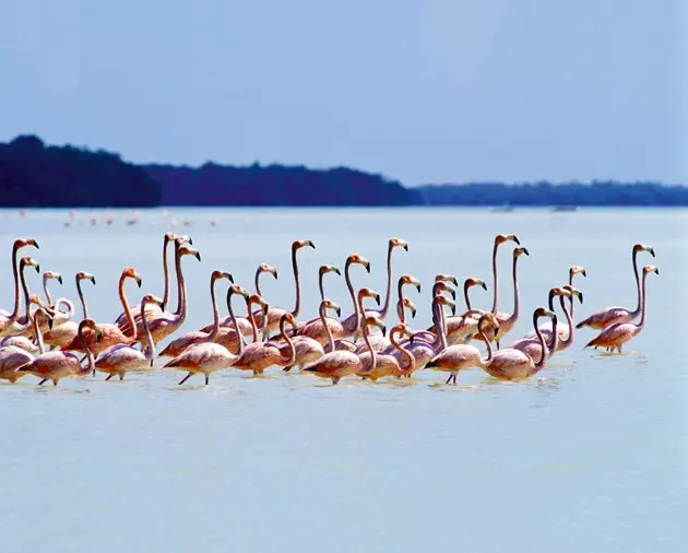 Flamingoer i Laguna de Oviedo