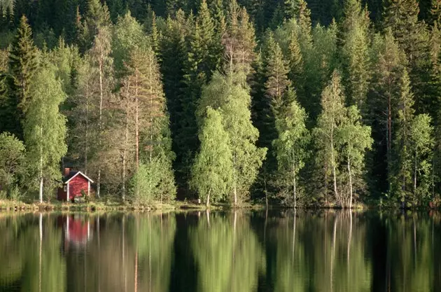 De beste zijn verborgen in hun bossen