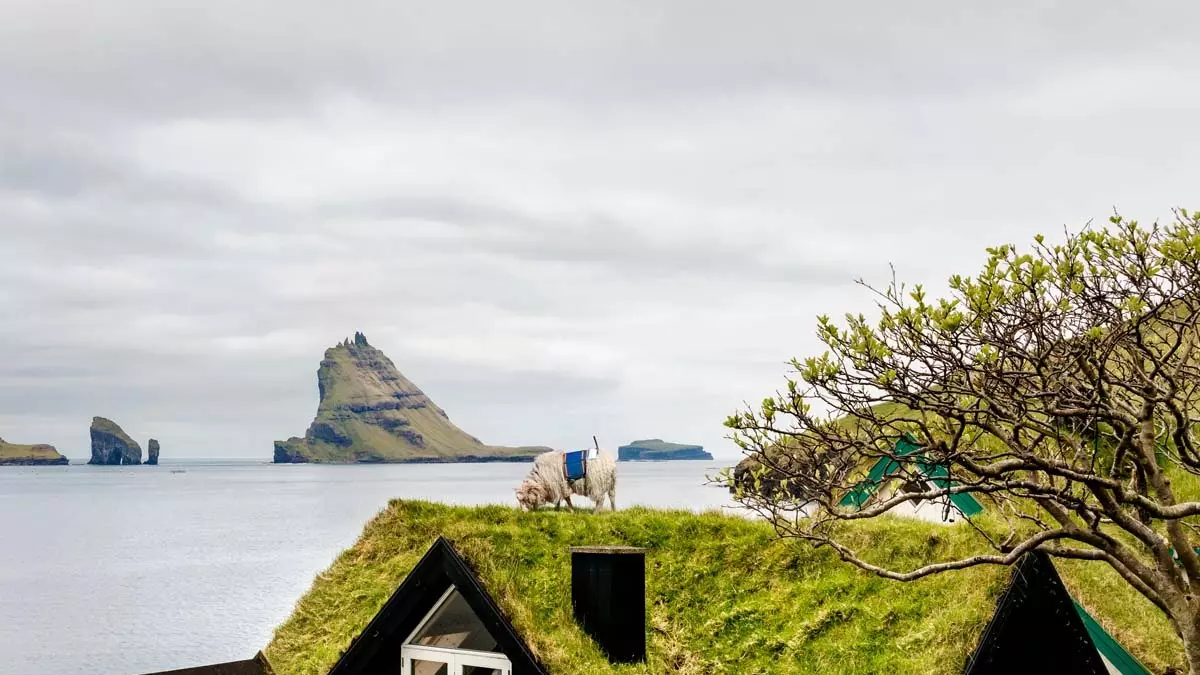 Sheep View 360º of hoe u de Faeröer in kaart brengt door camera's op schapen te plaatsen