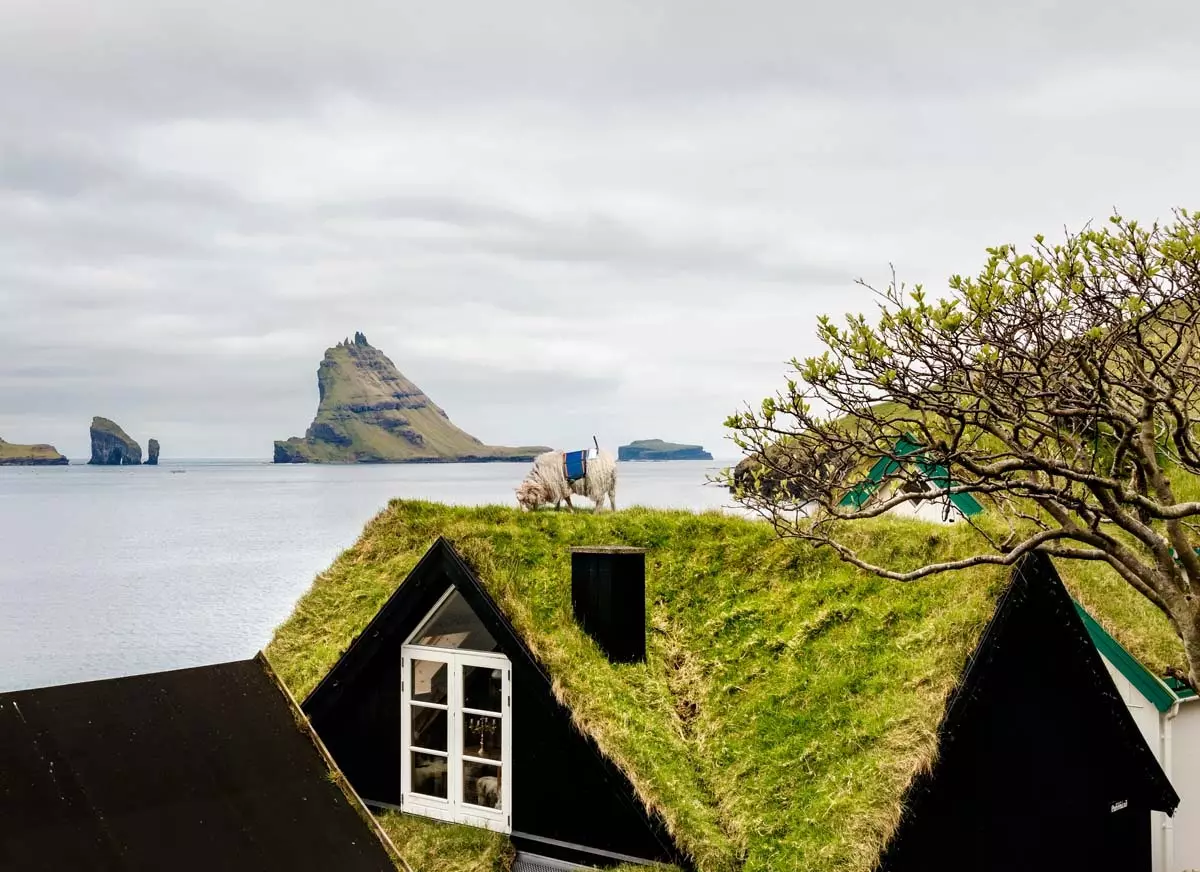 Sheep View 360 ou comment cartographier les îles Féroé en plaçant des caméras sur des moutons